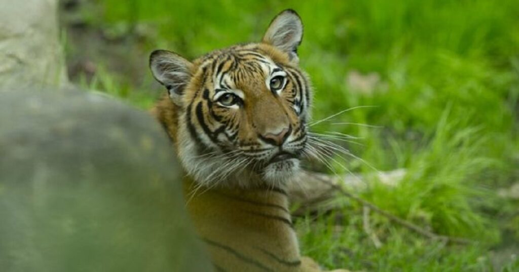 The current image has no alternative text. The file name is: bagh.jpg