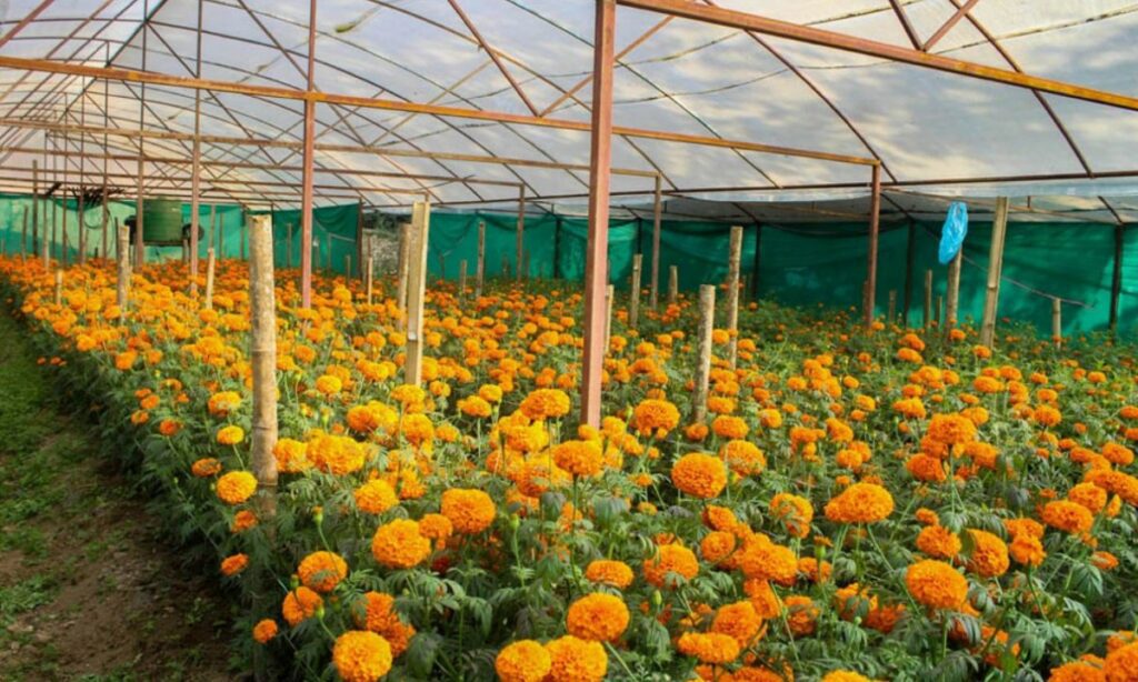 पुष्प व्यवसाय