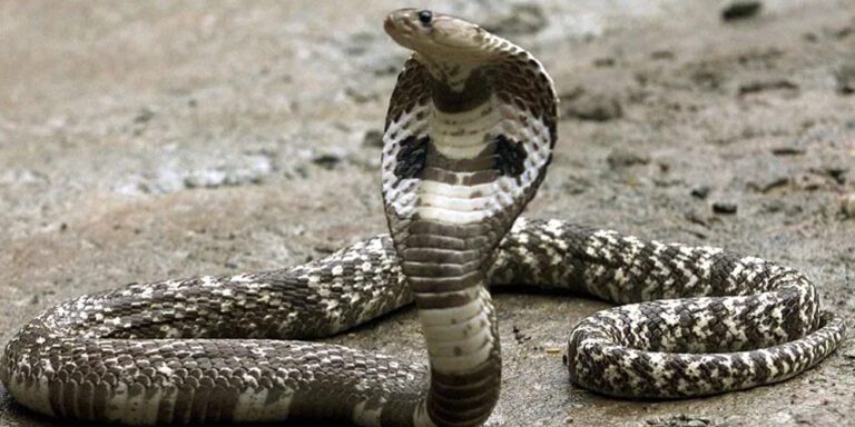 The current image has no alternative text. The file name is: sarpa_snake.jpg