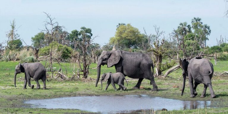 The current image has no alternative text. The file name is: elephant.jpg
