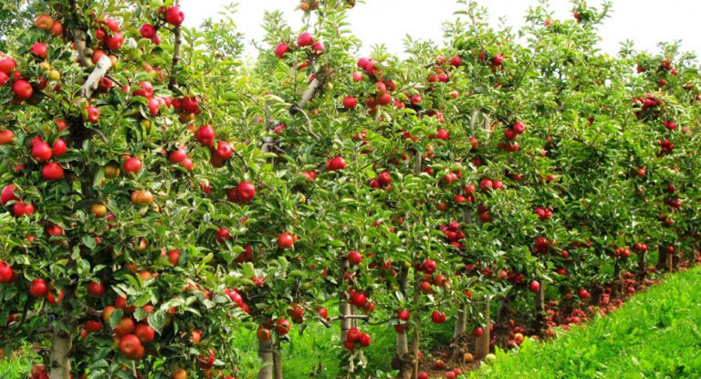 The current image has no alternative text. The file name is: Syau.jpg