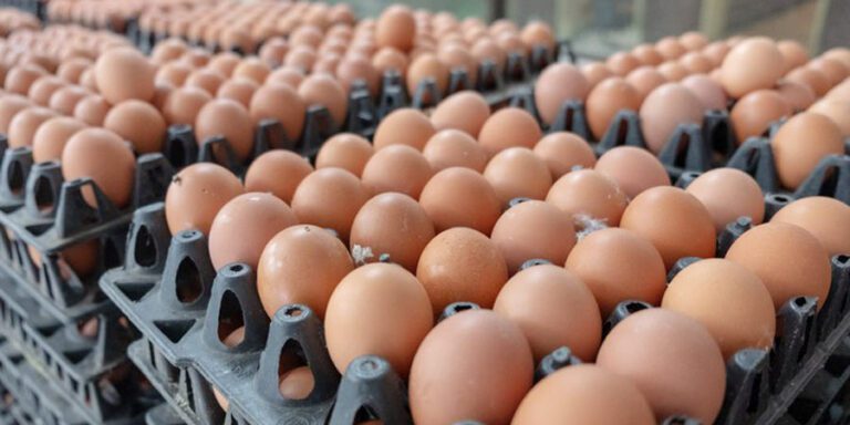 The current image has no alternative text. The file name is: egg-12.jpg