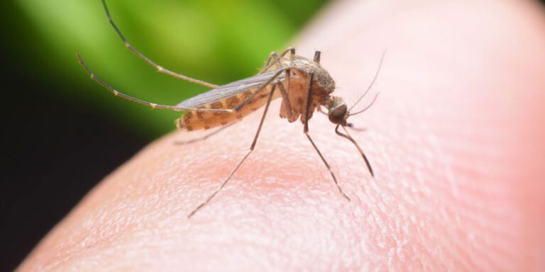 The current image has no alternative text. The file name is: kalajhar-birami-dengue.jpg