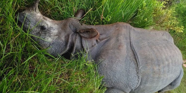 The current image has no alternative text. The file name is: gaida-death.jpg