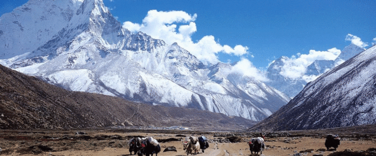 The current image has no alternative text. The file name is: Himalayan.gif