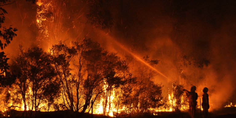 The current image has no alternative text. The file name is: forest-fire.gif