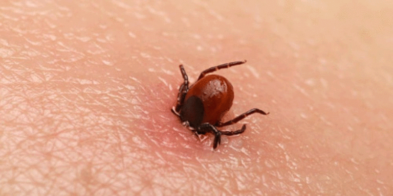 The current image has no alternative text. The file name is: Scrub-typhus.gif