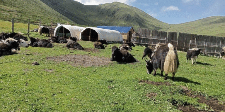 The current image has no alternative text. The file name is: chauri.gif