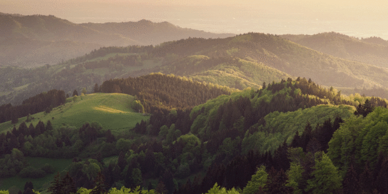 The current image has no alternative text. The file name is: forest.gif