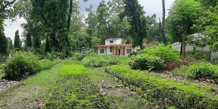The current image has no alternative text. The file name is: kailali.gif