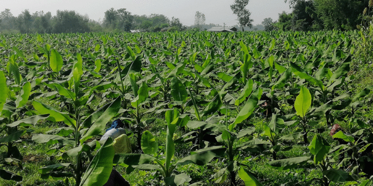 The current image has no alternative text. The file name is: kera-kheti.gif