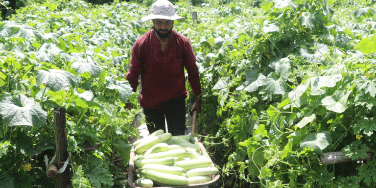 The current image has no alternative text. The file name is: krishi.gif