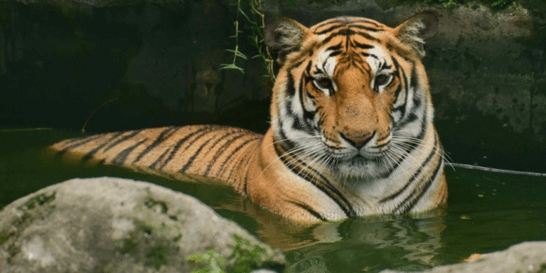 The current image has no alternative text. The file name is: tiger-1.gif