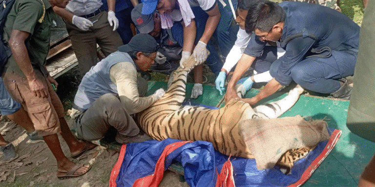 The current image has no alternative text. The file name is: tiger.gif