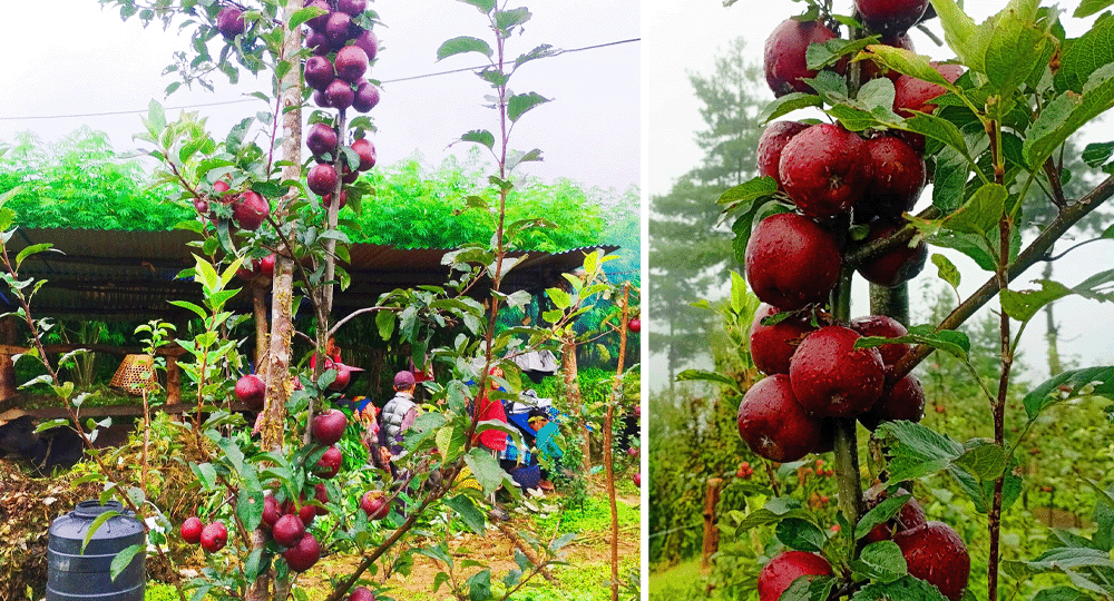 बागलुङका एक जनप्रतिनिधि व्यवसायिक स्याउखेतीमा रमाउँदै - www.drishtinews.com