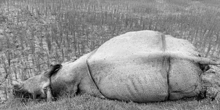 The current image has no alternative text. The file name is: gaida-death.jpg