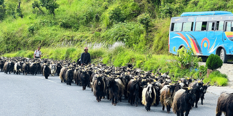 The current image has no alternative text. The file name is: Chyangra-1.gif