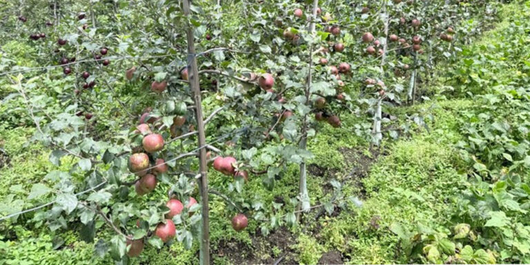 The current image has no alternative text. The file name is: apple.jpg