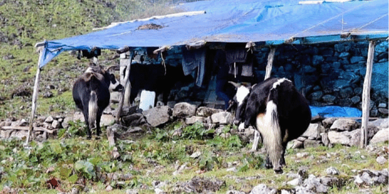 The current image has no alternative text. The file name is: chauri-palan.gif