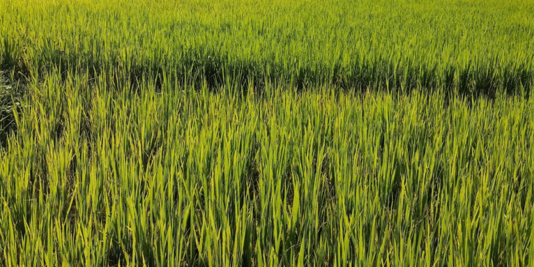 The current image has no alternative text. The file name is: dhan.gif