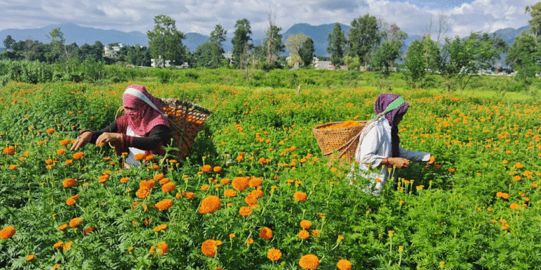 The current image has no alternative text. The file name is: flower.gif