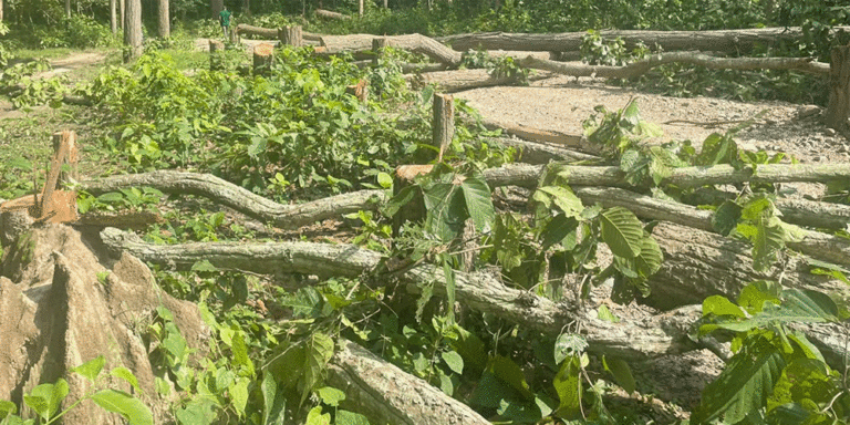 The current image has no alternative text. The file name is: mahotari.gif