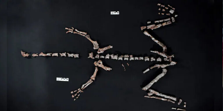 The current image has no alternative text. The file name is: dainoser.jpg