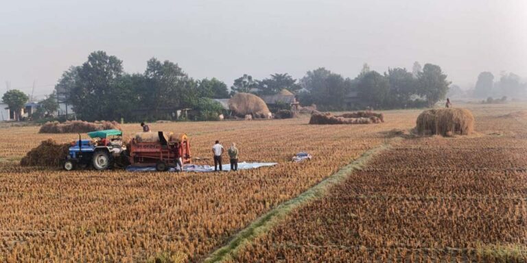 The current image has no alternative text. The file name is: dhan-2.jpg