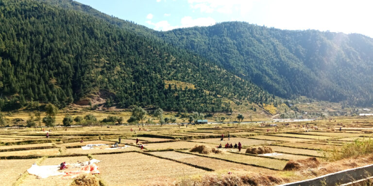 The current image has no alternative text. The file name is: dhan-3.jpg