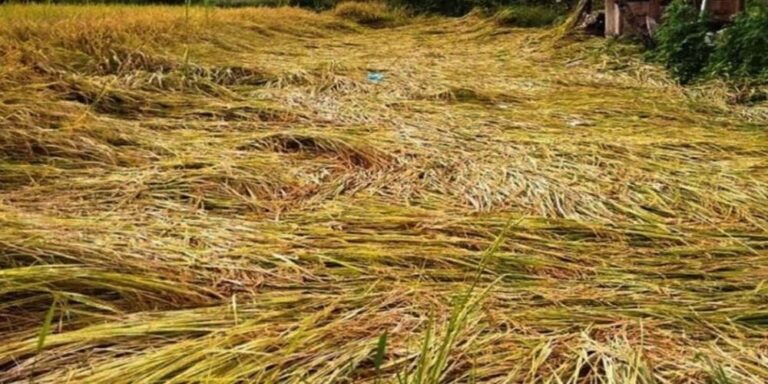 The current image has no alternative text. The file name is: dhan-bali.jpg