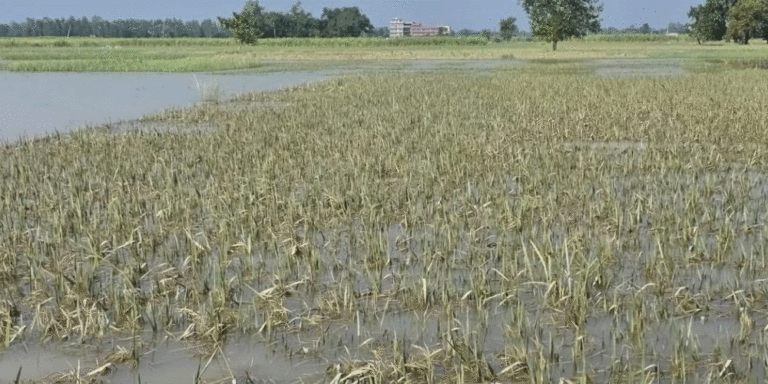 The current image has no alternative text. The file name is: dhanbali.gif