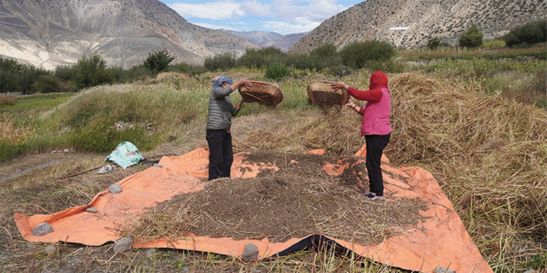 The current image has no alternative text. The file name is: mustang.gif