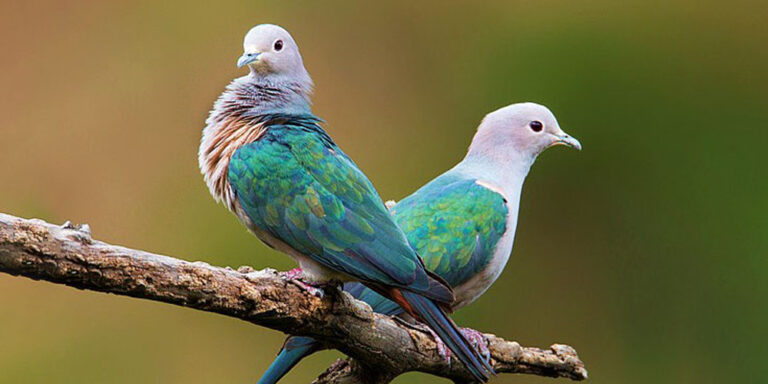 The current image has no alternative text. The file name is: parewa.jpg