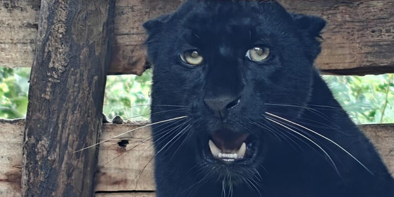 The current image has no alternative text. The file name is: Black-Panthar.jpg