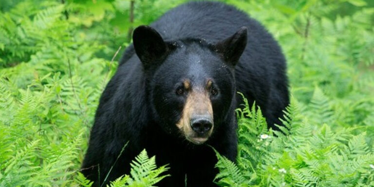 The current image has no alternative text. The file name is: bear.jpg