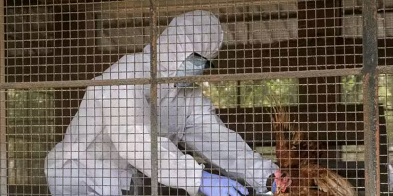 The current image has no alternative text. The file name is: floo.jpg