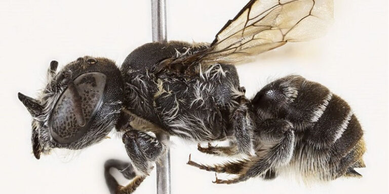 The current image has no alternative text. The file name is: lucifer-mauri.jpg