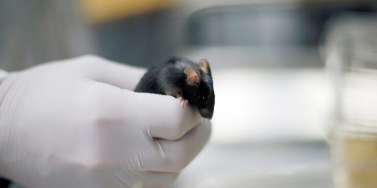 The current image has no alternative text. The file name is: mouse.jpg