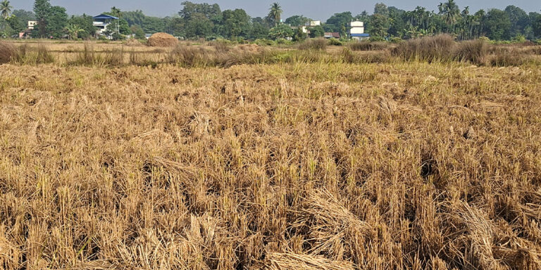 The current image has no alternative text. The file name is: dhaan.jpg