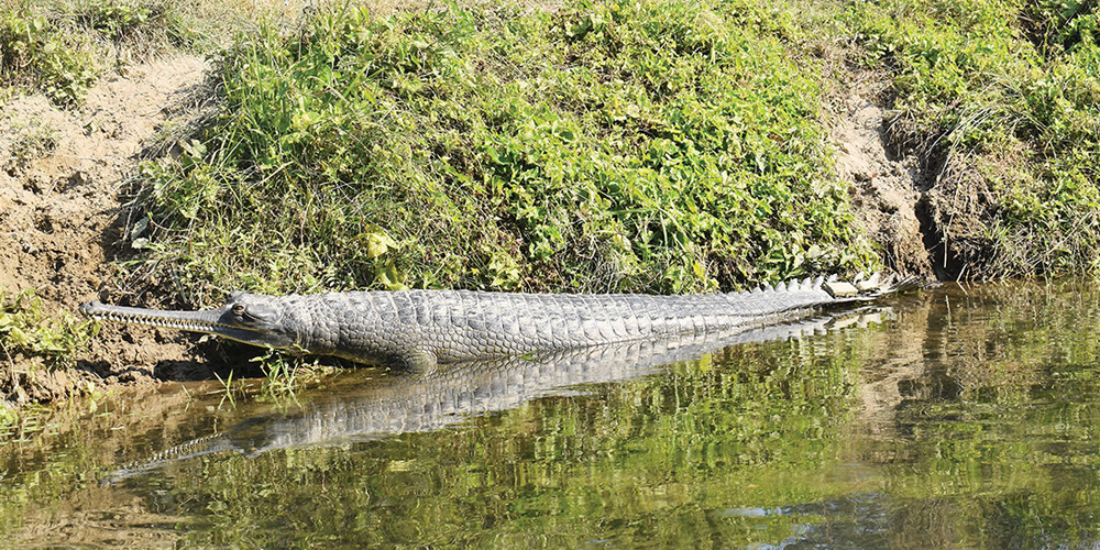 राप्ती र नारायणी नदीमा घडियाल गणना तथा अनुगमन सुरु