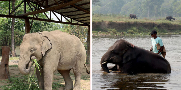 The current image has no alternative text. The file name is: hatti.jpg