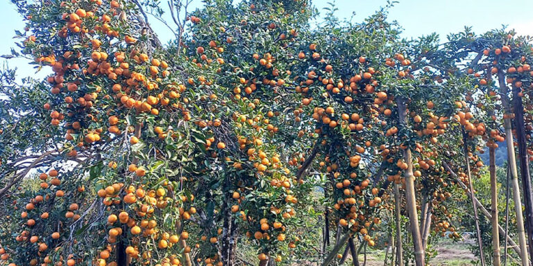 The current image has no alternative text. The file name is: junar.jpg