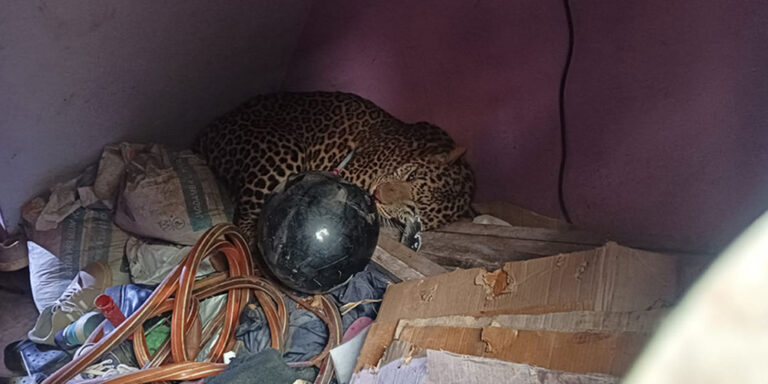 The current image has no alternative text. The file name is: chituwa.jpg