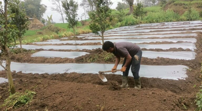 The current image has no alternative text. The file name is: photo-khursani-.jpg