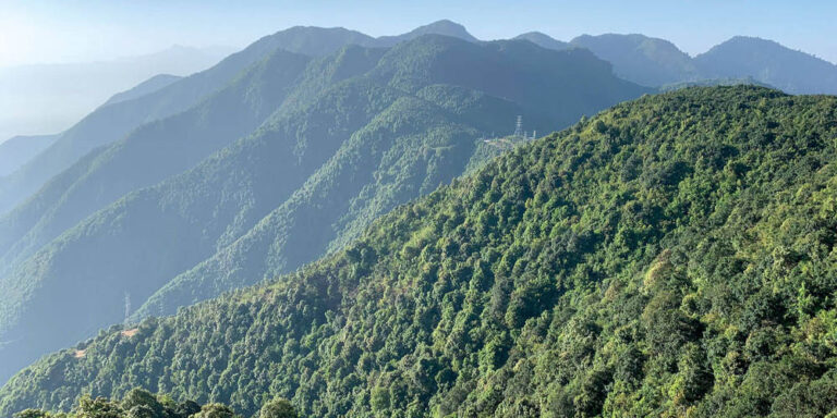 The current image has no alternative text. The file name is: forest.jpg