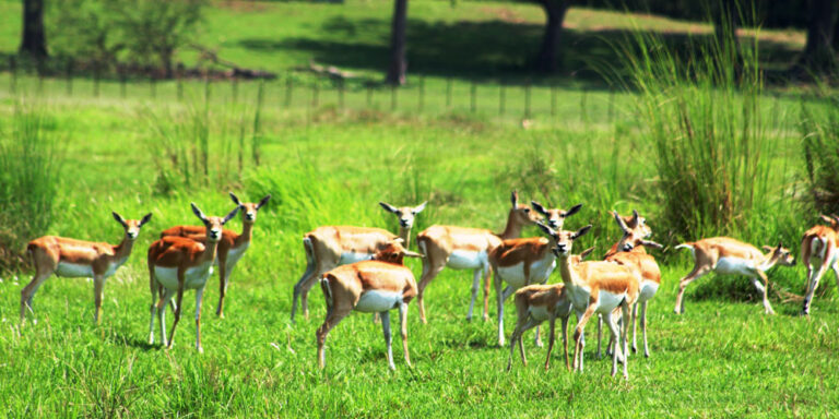The current image has no alternative text. The file name is: suklaphata.jpg