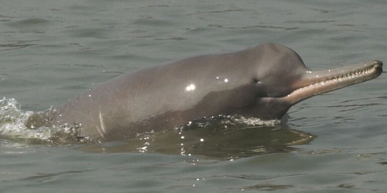 The current image has no alternative text. The file name is: dolphin.jpg