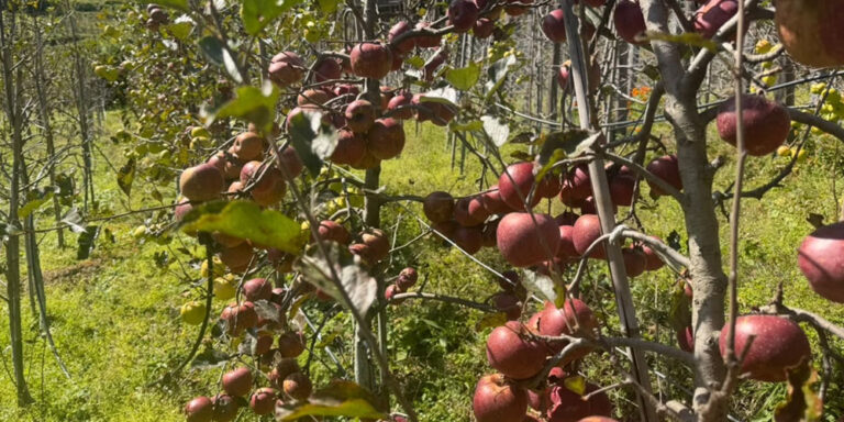 The current image has no alternative text. The file name is: apple.jpg